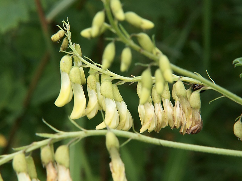 Изображение особи Astragalus membranaceus.