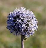 Echinops sphaerocephalus. Соцветие. Ростовская обл., Мясниковский р-н, окр. с. Карпо-Николаевка, долина р. Тузлов. 18.09.2011.