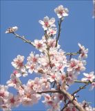 Amygdalus communis. Ветвь с цветками. Черноморское побережье Кавказа, г. Новороссийск, в культуре. Весна 2010 г.