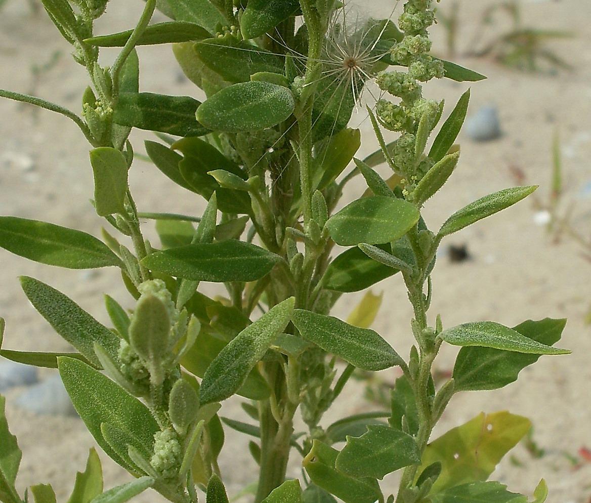 Изображение особи Chenopodium strictum.