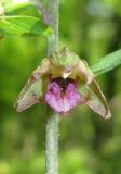 Epipactis helleborine