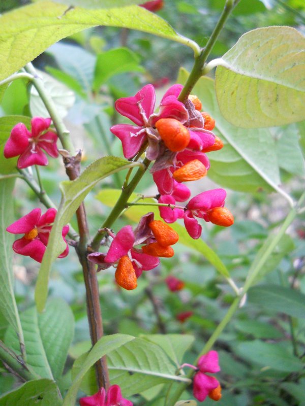 Изображение особи Euonymus europaeus.