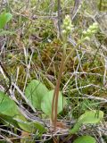 Pyrola rotundifolia