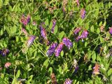 Vicia amurensis