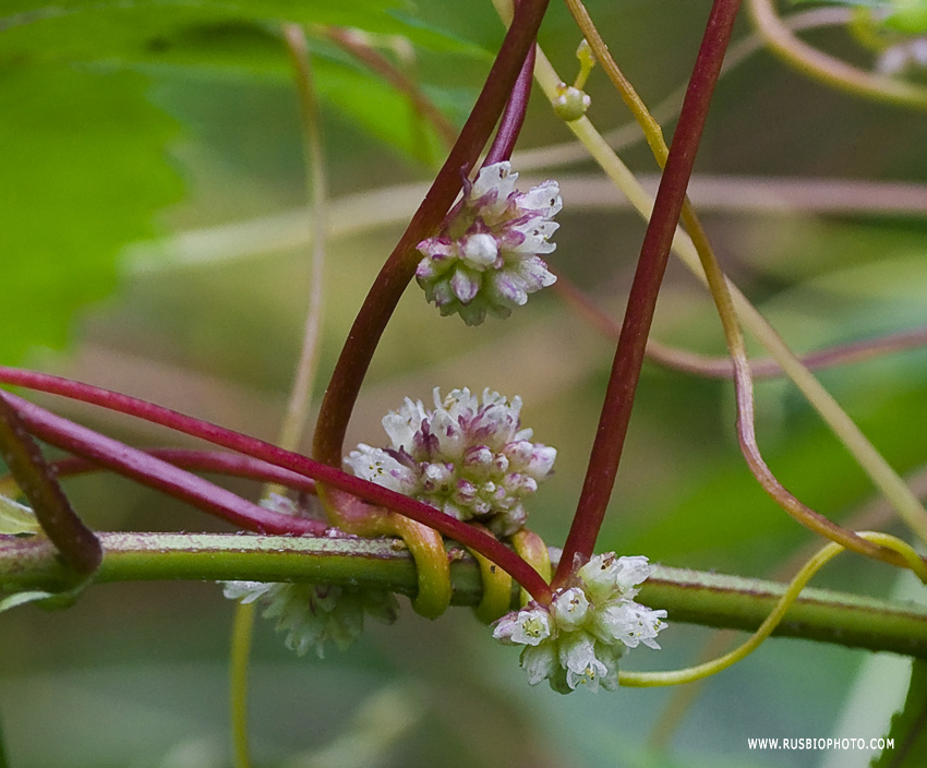 Изображение особи Cuscuta europaea.