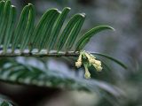 Cephalotaxus harringtonia