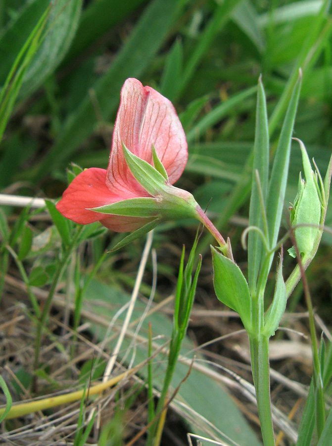 Изображение особи Lathyrus cicera.