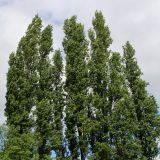 Populus italica