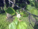 Crataegus douglasii. Ветвь с соцветием. Санкт-Петербург, посадки. 10 июня 2009 г.