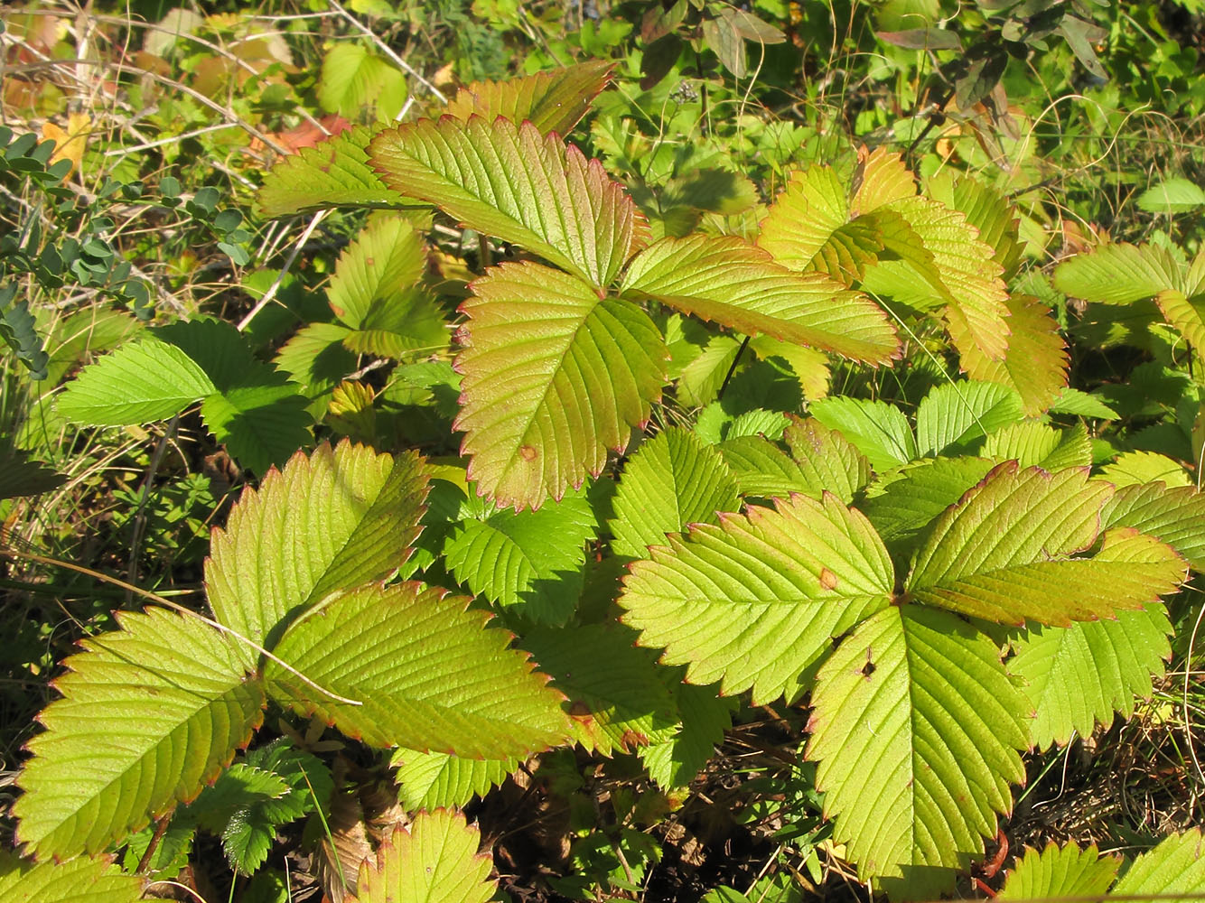 Изображение особи Fragaria viridis.