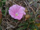 Convolvulus lineatus