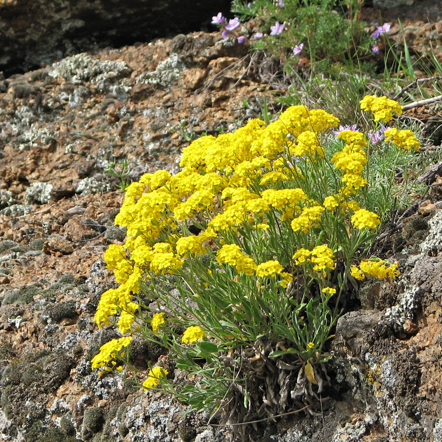 Изображение особи Aurinia saxatilis.