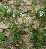 Veronica serpyllifolia