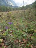 Centaurea nigrofimbria