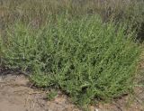 Amaranthus albus