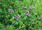 Clinopodium caucasicum