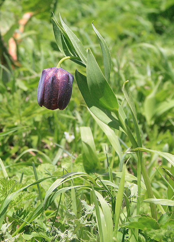 Изображение особи Fritillaria latifolia.