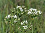 Allium ramosum