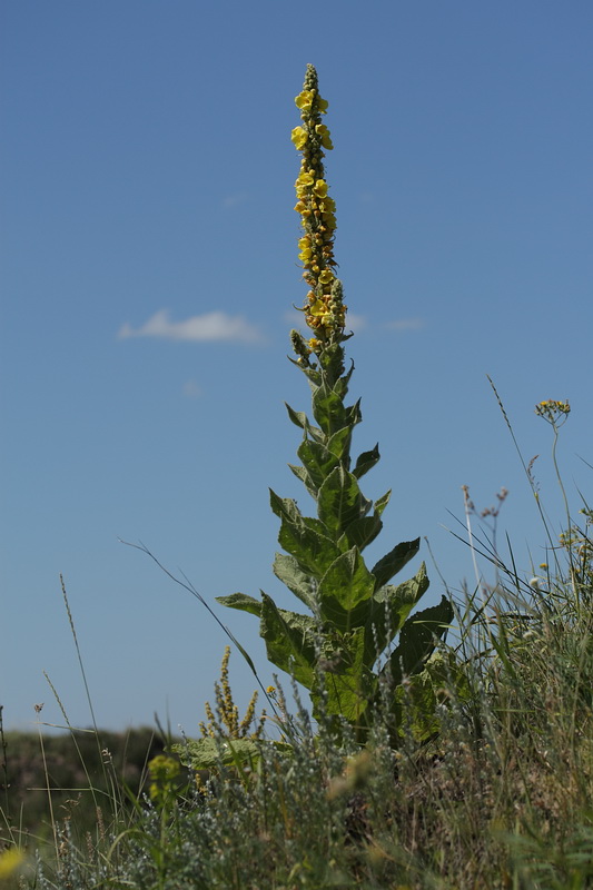 Изображение особи род Verbascum.