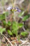 Cardamine pratensis подвид angustifolia. Верхушка цветущего растения. Мурманская обл., Кольский р-н, окр. пос. Дальние Зеленцы, песчано-каменистый берег протоки между озером и губой Порчниха. 21.06.2015.