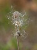 Antennaria dioica. Вызревшие соплодия и облетающие плоды. Ленинградская обл., Лужский р-н, травяно-зеленомошный сосняк, на поляне. 02.07.2015.