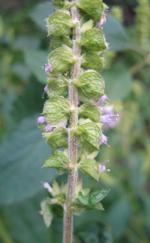 Image of Elsholtzia ciliata specimen.