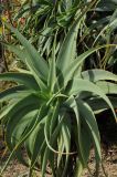 Aloe speciosa. Верхушка растения с появившимся цветоносом. США, Калифорния, Сан-Франциско, ботанический сад. 14.02.2014.