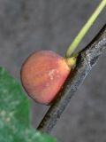 Ficus carica. Зрелое соплодие-сиконий. Узбекистан, г. Андижан. 14.10.2014.