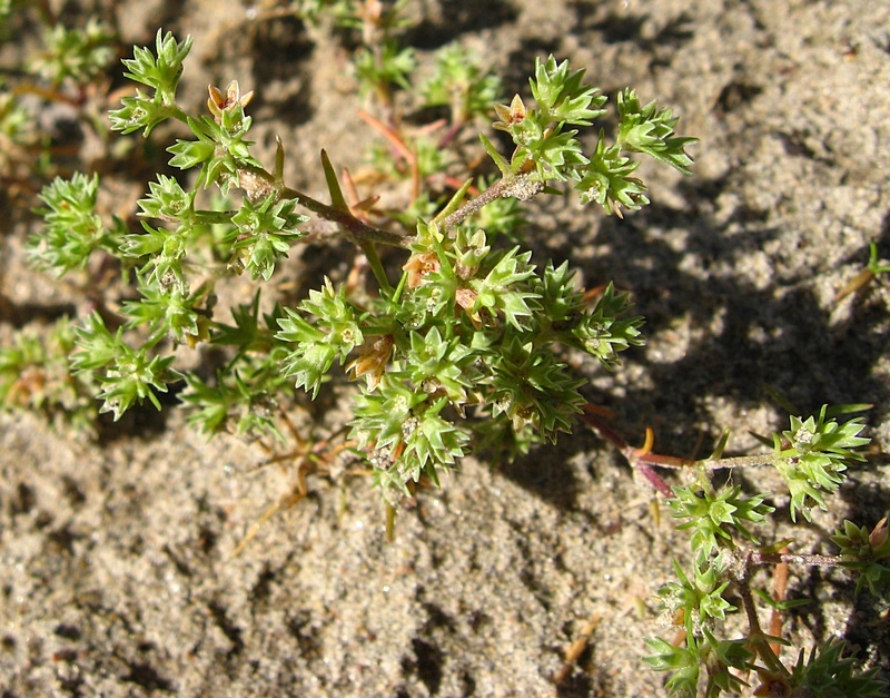 Изображение особи Scleranthus annuus.