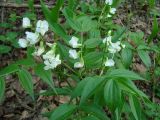 Lathyrus vernus