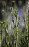 Papaver stevenianum