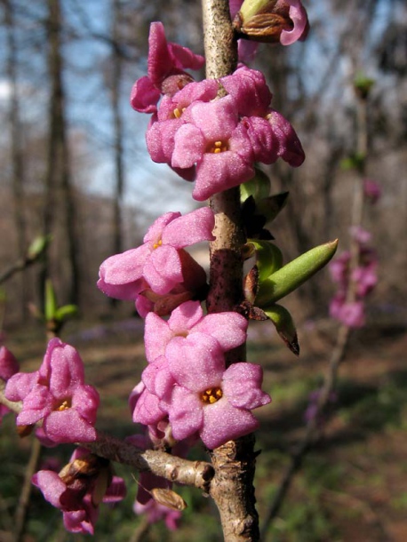 Image of Daphne mezereum specimen.