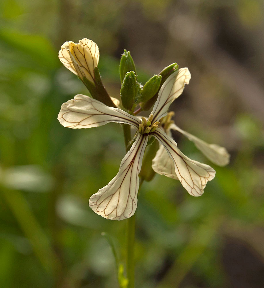 Image of Eruca sativa specimen.