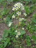 Saxifraga paniculata