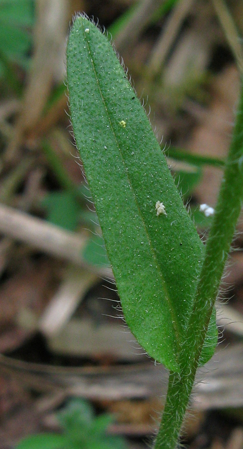 Изображение особи Myosotis lithospermifolia.