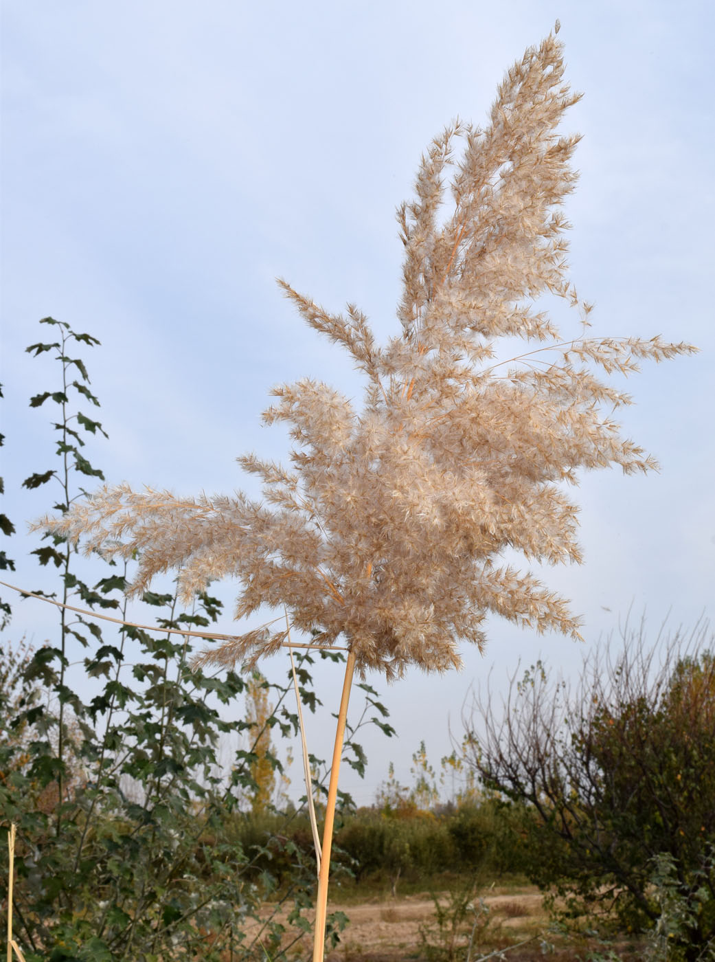 Изображение особи Phragmites australis.