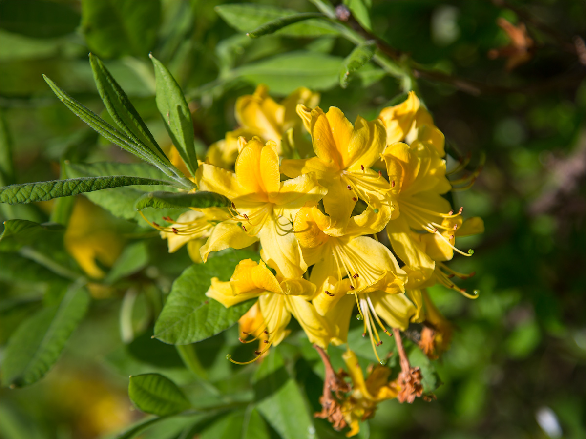 Image of Rhododendron luteum specimen.