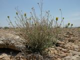 Inula multicaulis. Цветущее растение в петрофитной парнолистниково-многолетнесолянковой северной пустыне на бровке чинка. Казахстан, Актюбинская обл., Байганинский р-н, 62 км ЮВ пос. Дияр; плато Устюрт, чинк Донызтау, ур. Тущыайрык. 23.05.2012.