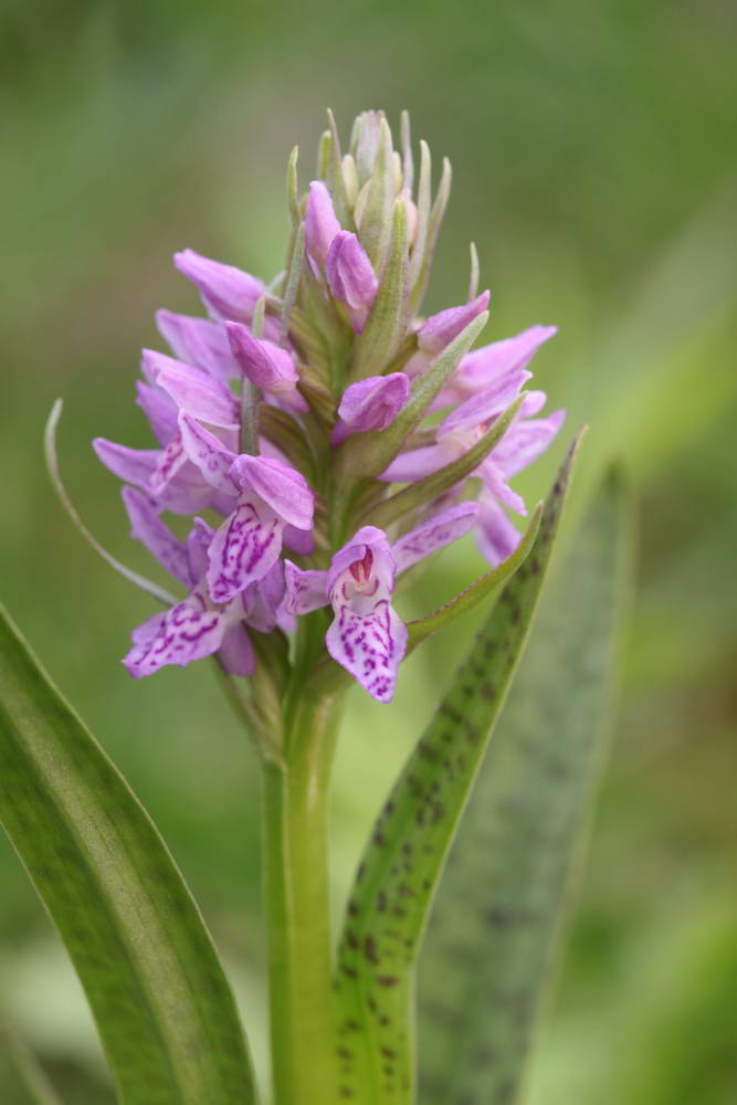 Изображение особи Dactylorhiza incarnata.