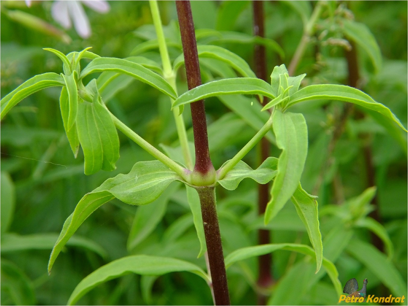 Изображение особи Saponaria officinalis.