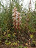 Orobanche crenata