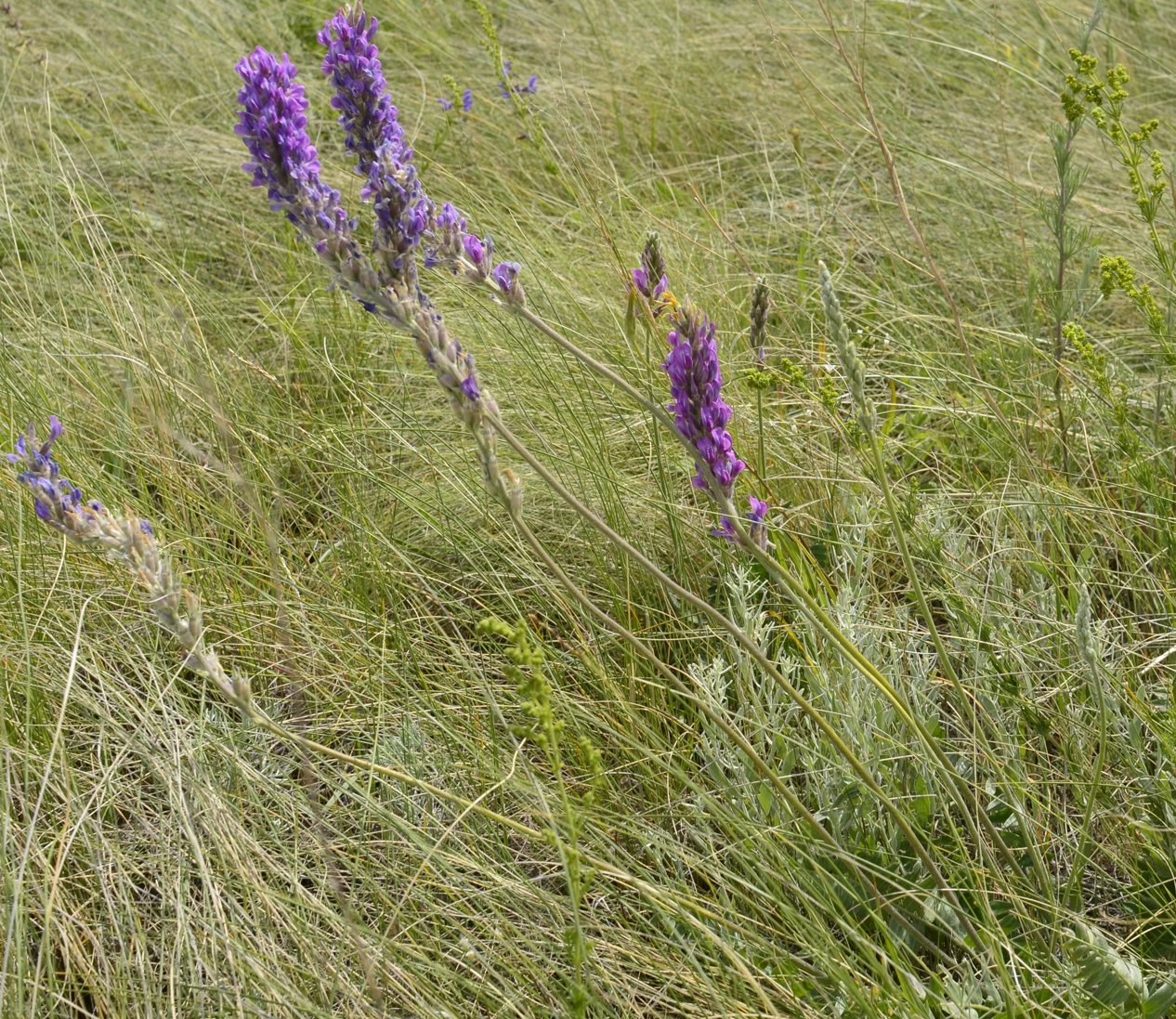 Изображение особи Oxytropis kasakorum.