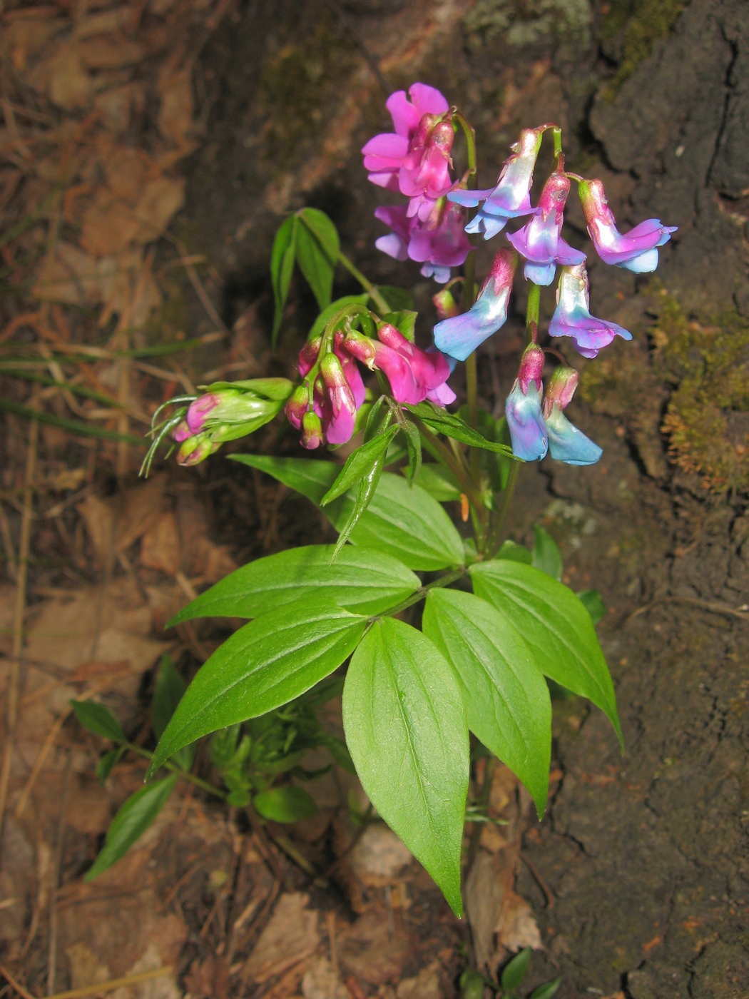 Изображение особи Lathyrus vernus.