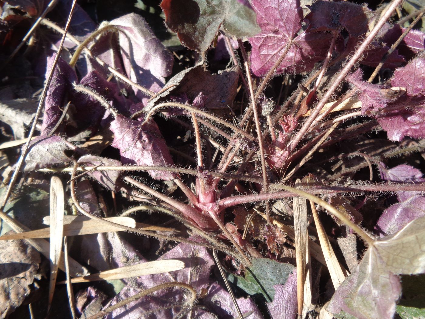 Изображение особи Heuchera micrantha.