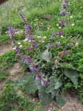 Salvia verticillata. Цветущее растение, поражённое мучнисторосяным грибом. Кабардино-Балкария, Эльбрусский р-н, долина р. Ирик, ок. 2300 м н.у.м., у тропы. 07.07.2020.