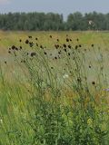 Sanguisorba officinalis