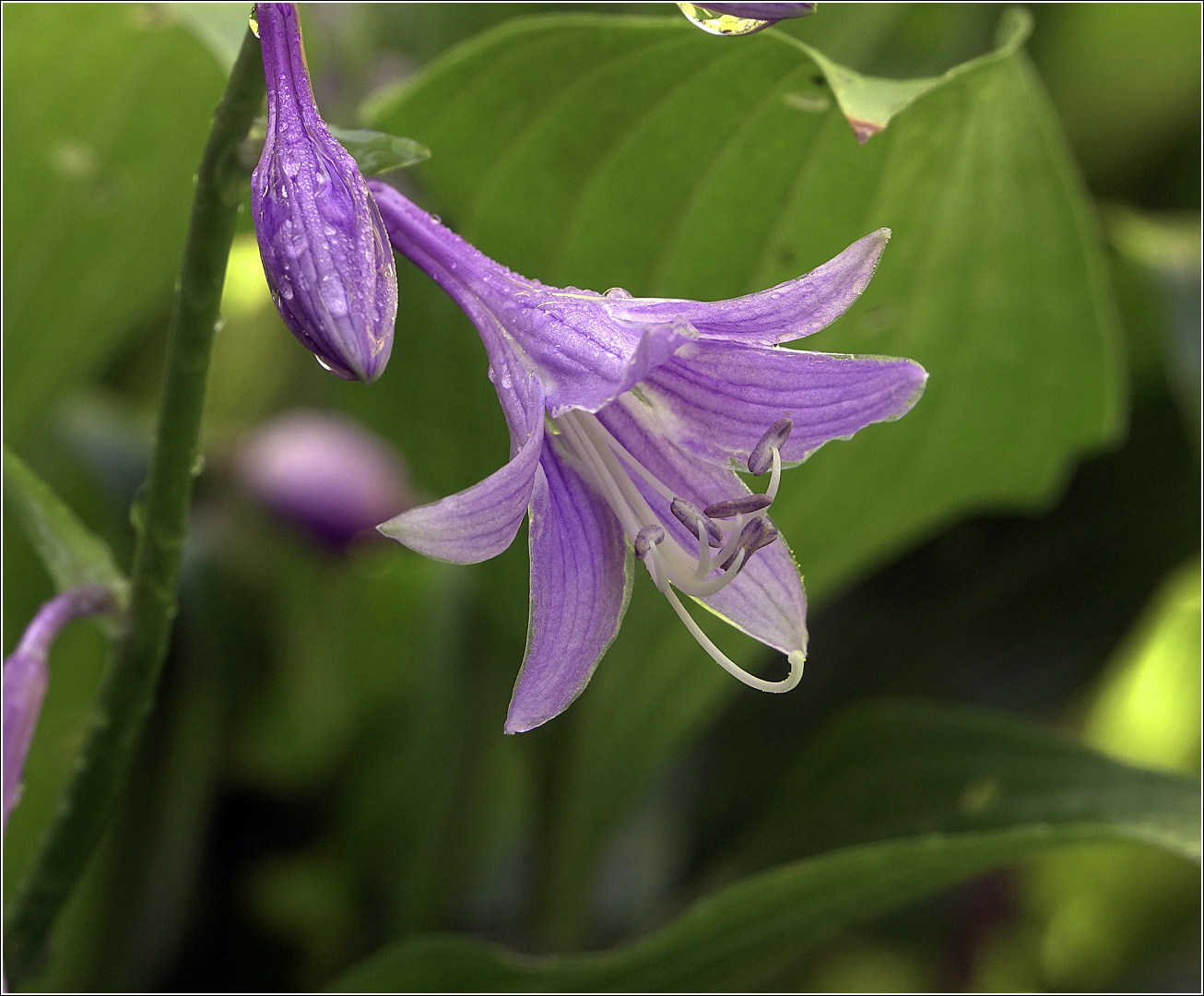 Изображение особи Hosta fortunei.