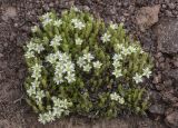 Minuartia inamoena