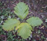 Sorbus persica