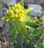 Euphorbia helioscopia